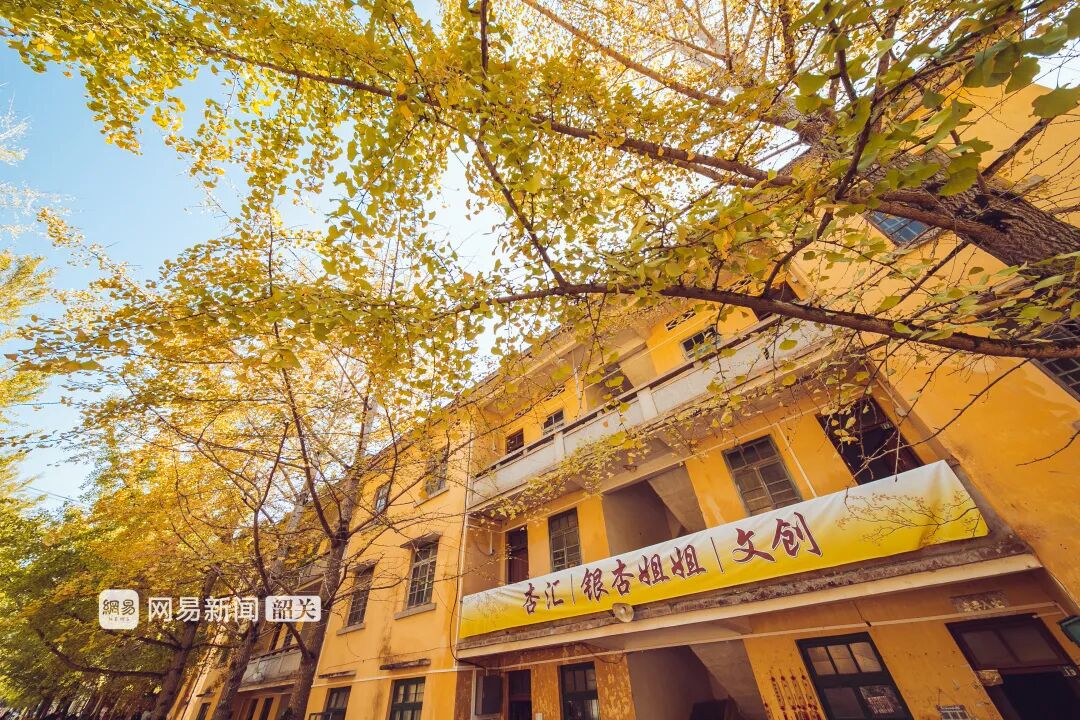 南雄赏银杏游玩攻略，看这一条就够了！(图27)