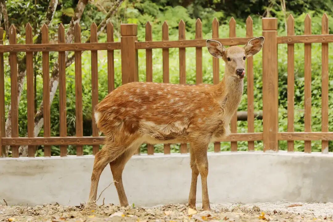南雄赏银杏游玩攻略，看这一条就够了！(图29)