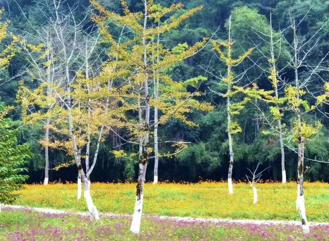 南雄赏银杏游玩攻略，看这一条就够了！(图22)