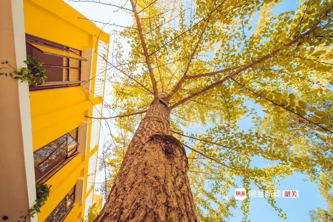 南雄赏银杏游玩攻略，看这一条就够了！(图10)