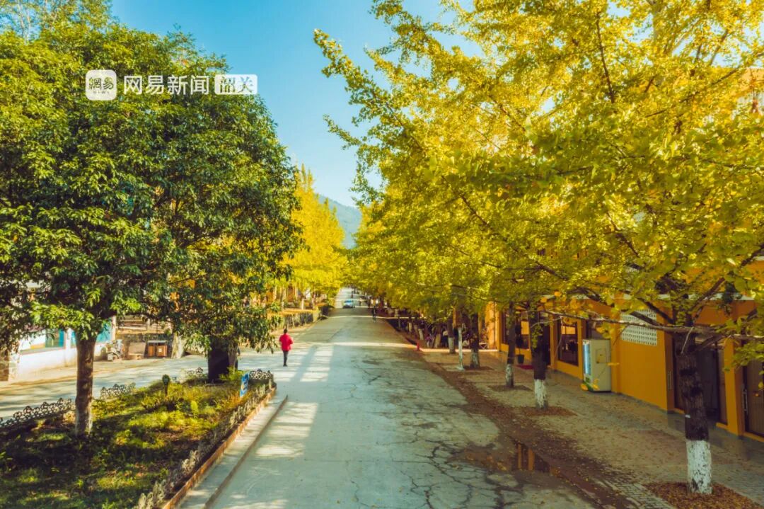 南雄赏银杏游玩攻略，看这一条就够了！(图18)