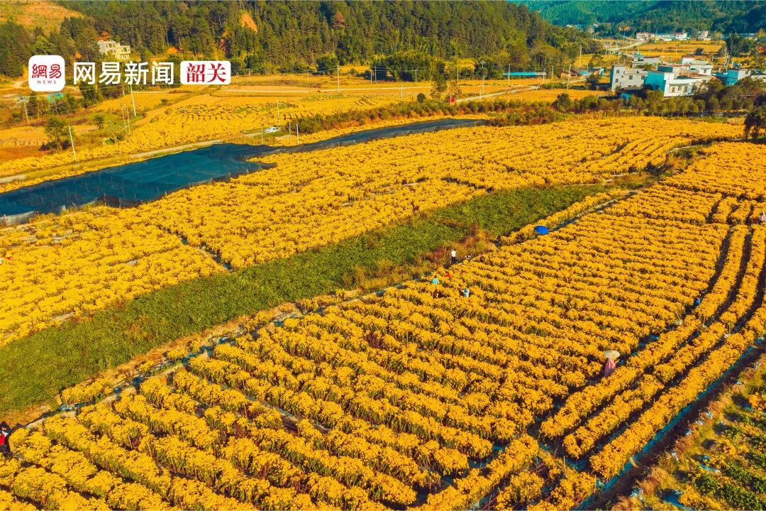 南雄赏银杏游玩攻略，看这一条就够了！(图39)