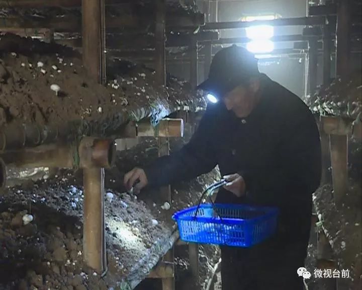 台前县63岁贫困老汉种植双孢菇，一年净赚7、8万