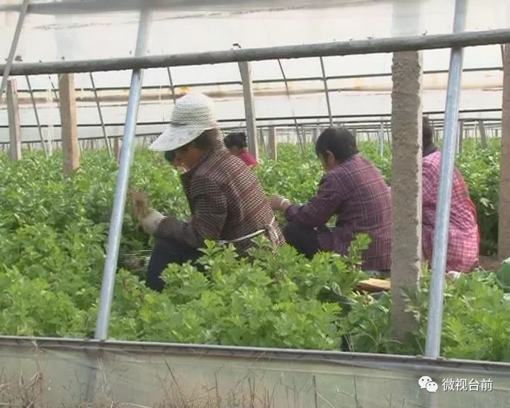 致富种植业_致富经种植_致富种植创业项目