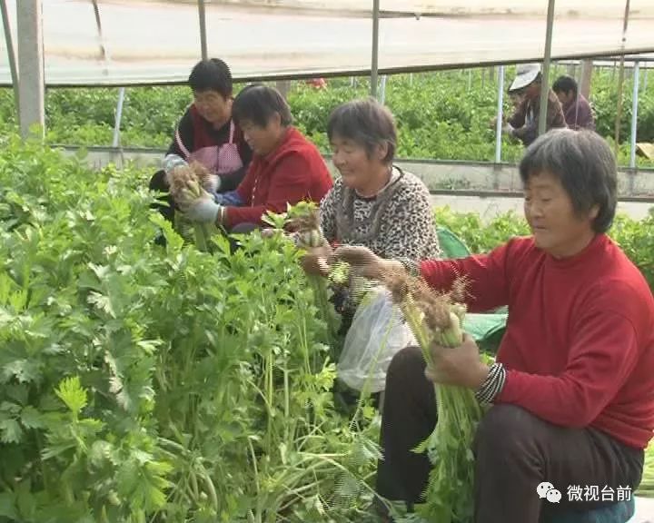 致富经种植_致富种植创业项目_致富种植业