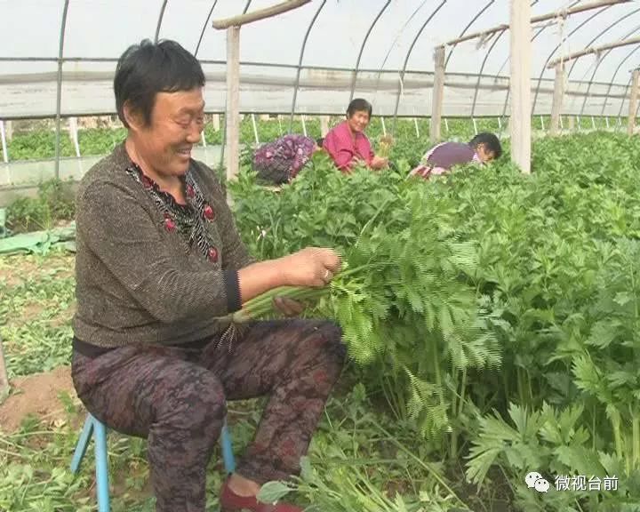 致富种植业_致富种植创业项目_致富经种植