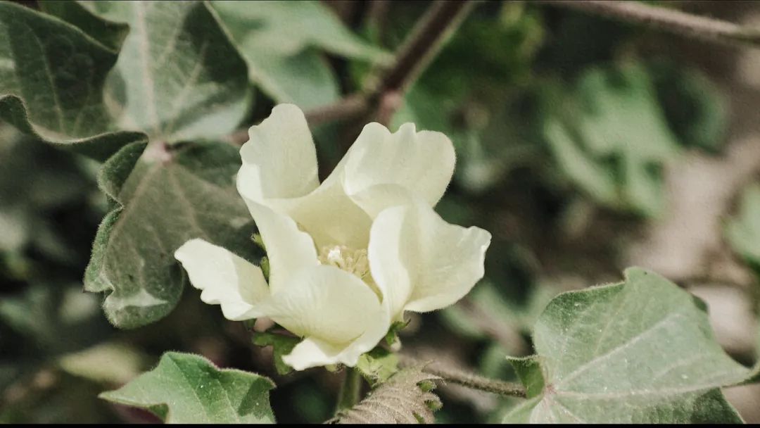 棉花花铃期图片