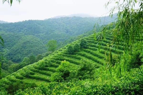 普洱茶25个山头的基本特性及口感！