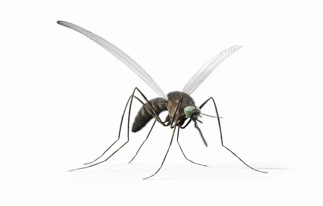 九成人不懂蚊子天敌是什么?教你个"土法子",整晚开窗睡也不怕