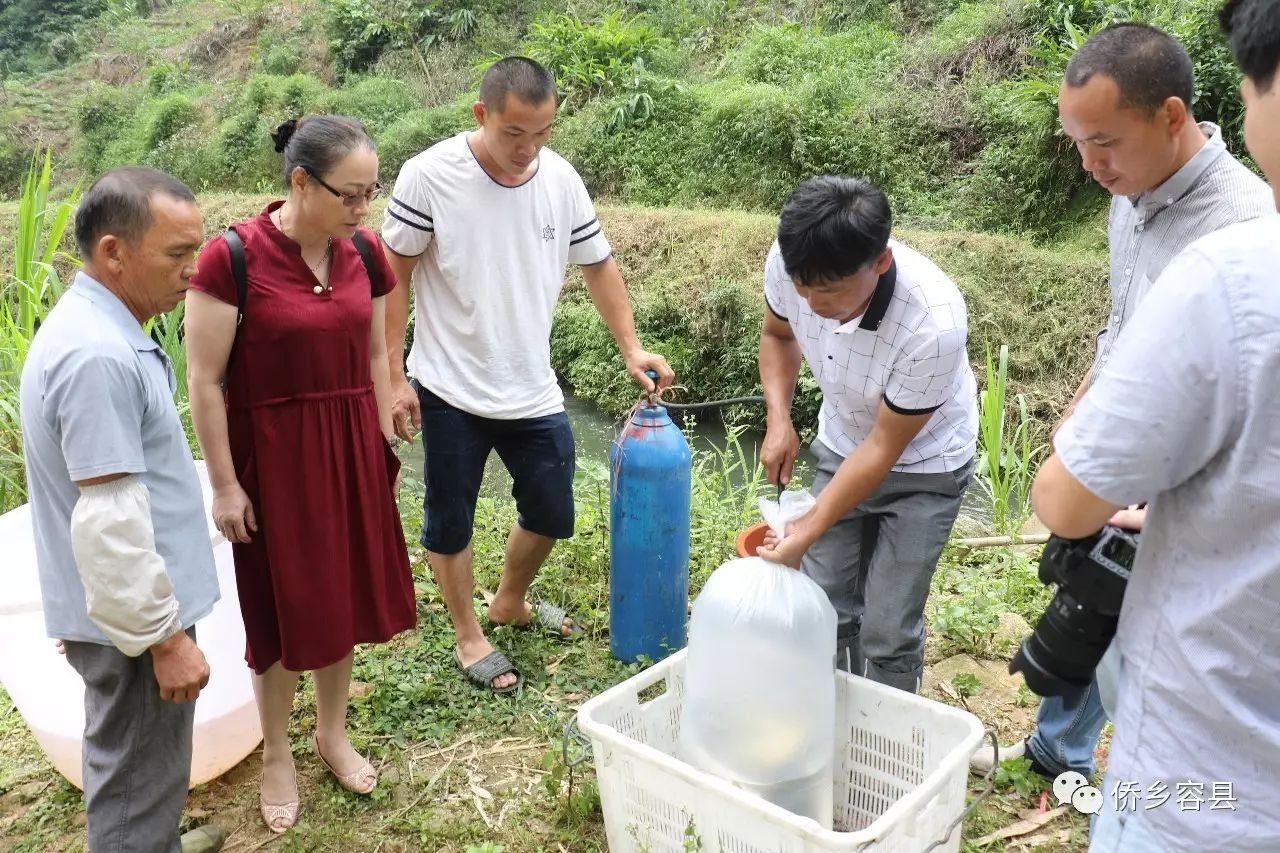 致富经鱼_致富鱼卢鱼_致富鱼游出产业振兴路