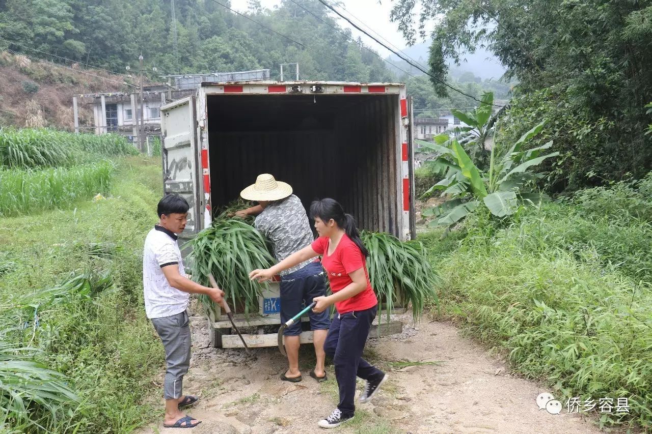 致富鱼卢鱼_致富鱼游出产业振兴路_致富经鱼