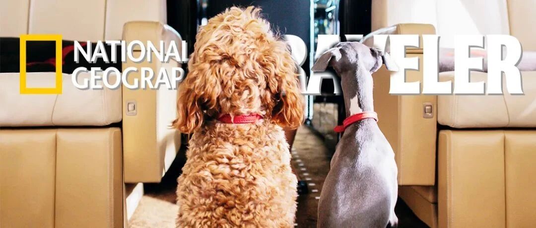 《宠物飞行须知》(建议萌宠们在人类的陪同下阅读)