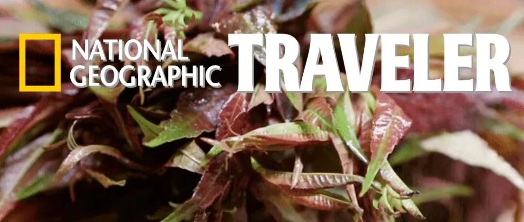 你尝过春天的味道么？