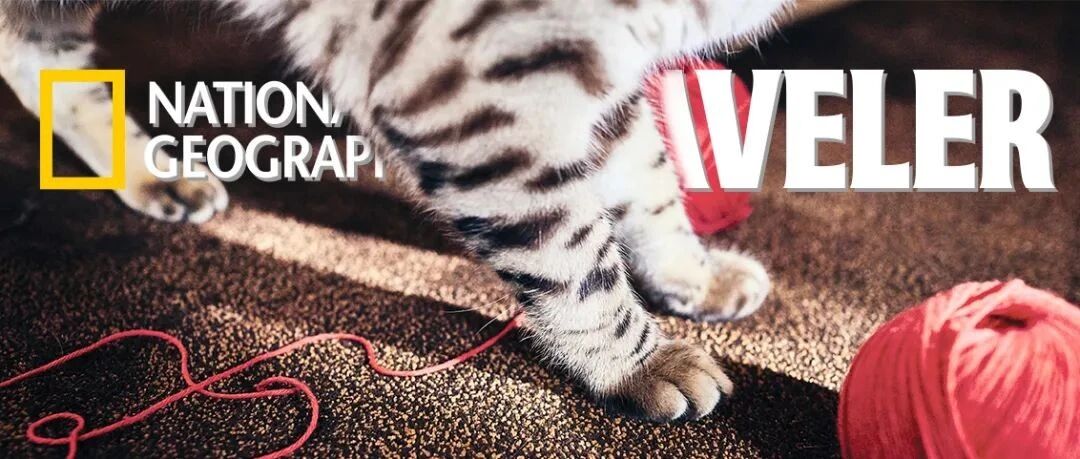 你想带着宠物去哪儿旅行？(互动有礼！)