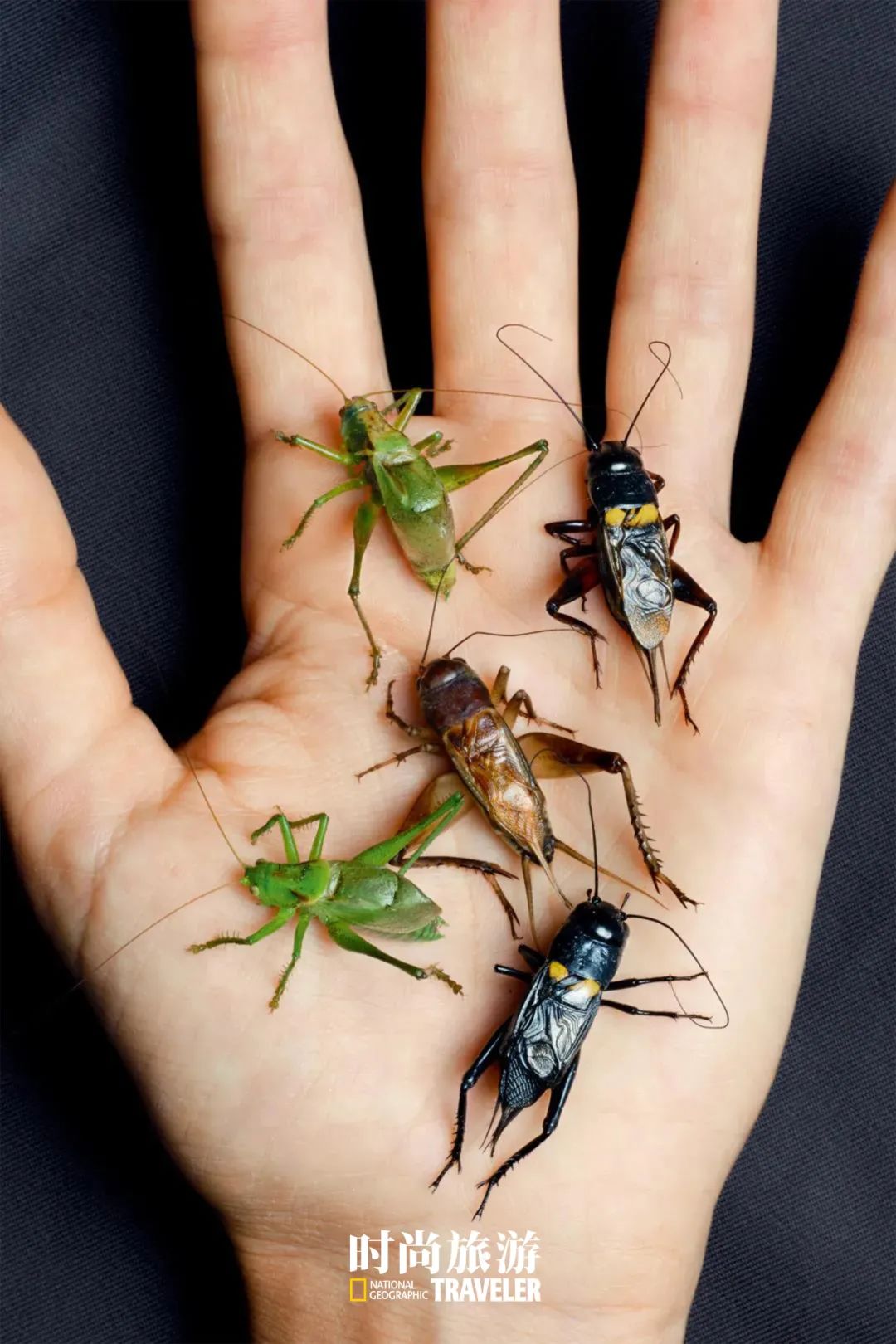 家楼下大爷们玩儿的蟋蟀都是从哪来的？