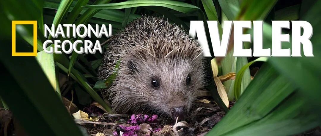 养这些宠物，“妈见打”的概率是多少？