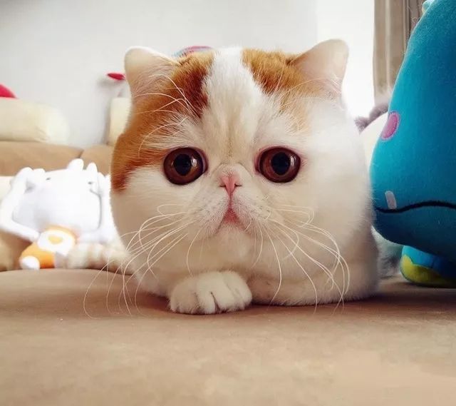 十大猫品种_猫品种大全_猫品种识别