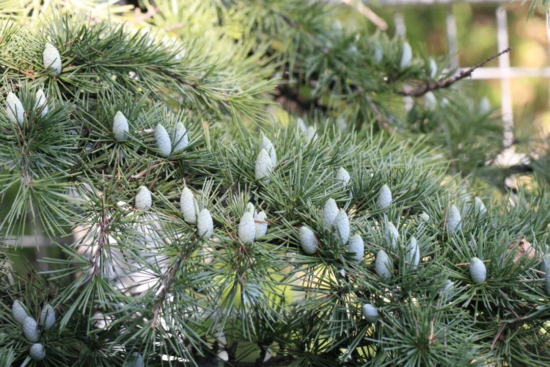雪松未成熟的雄球花.