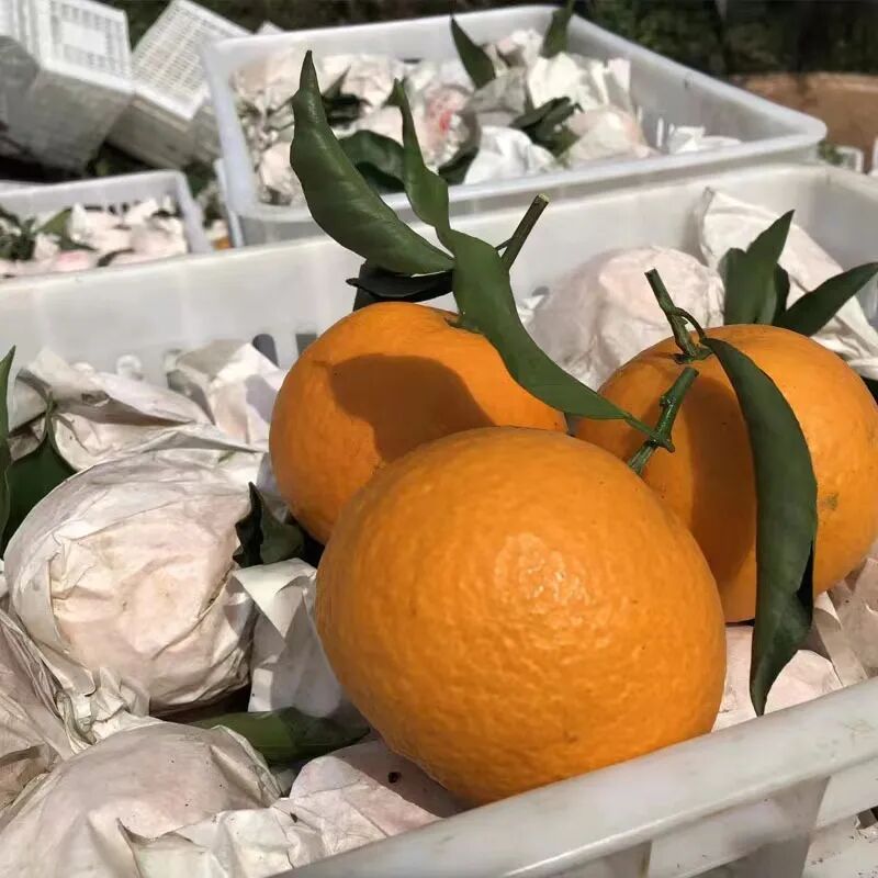 9元包邮!速抢"柑橘皇后"青见果冻橙!水嫩多汁,清甜美味,错过再等一年!