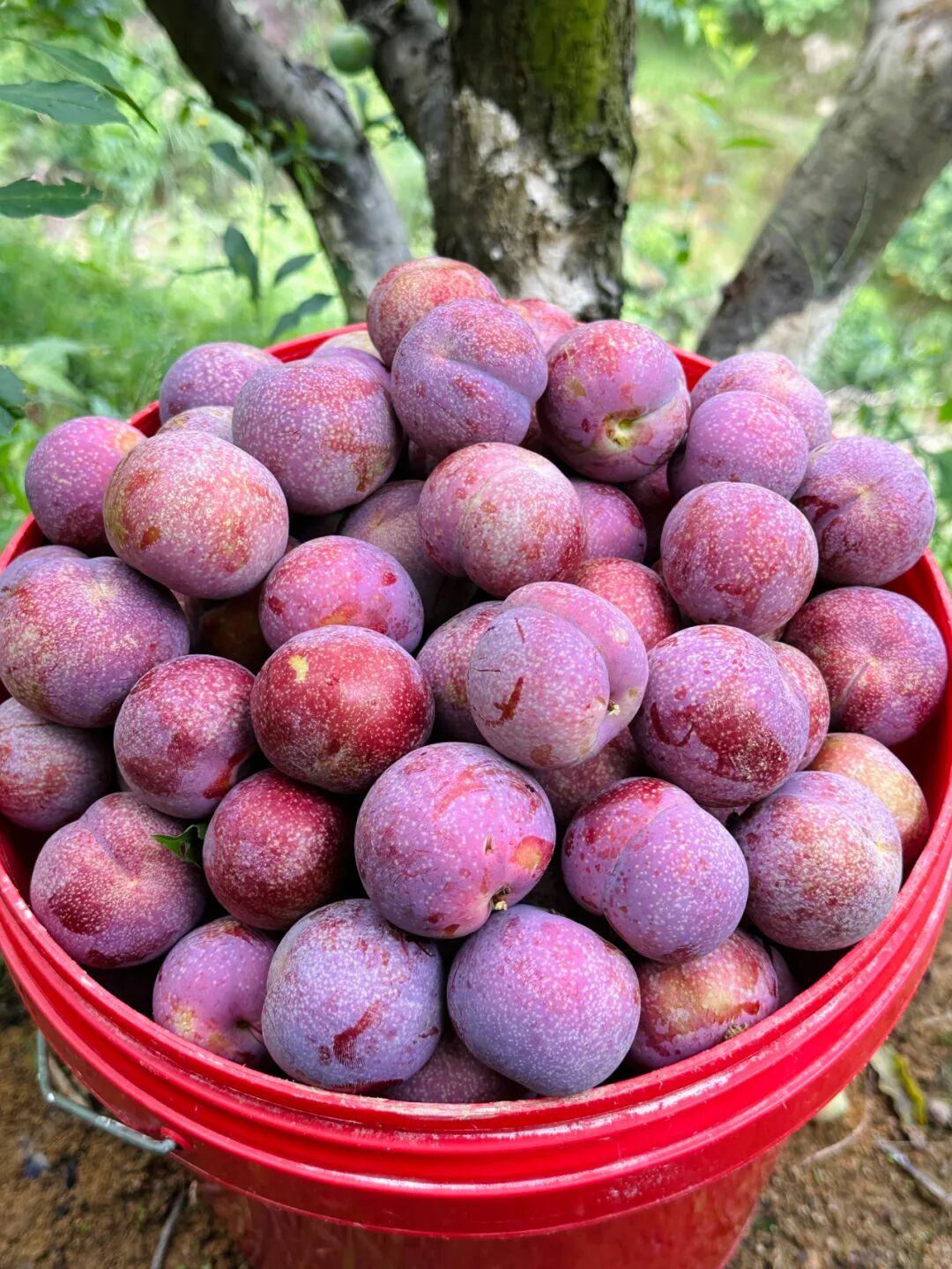 【广东钱排银妃三华李 | 全国包邮】29.9抢3斤中果,39.