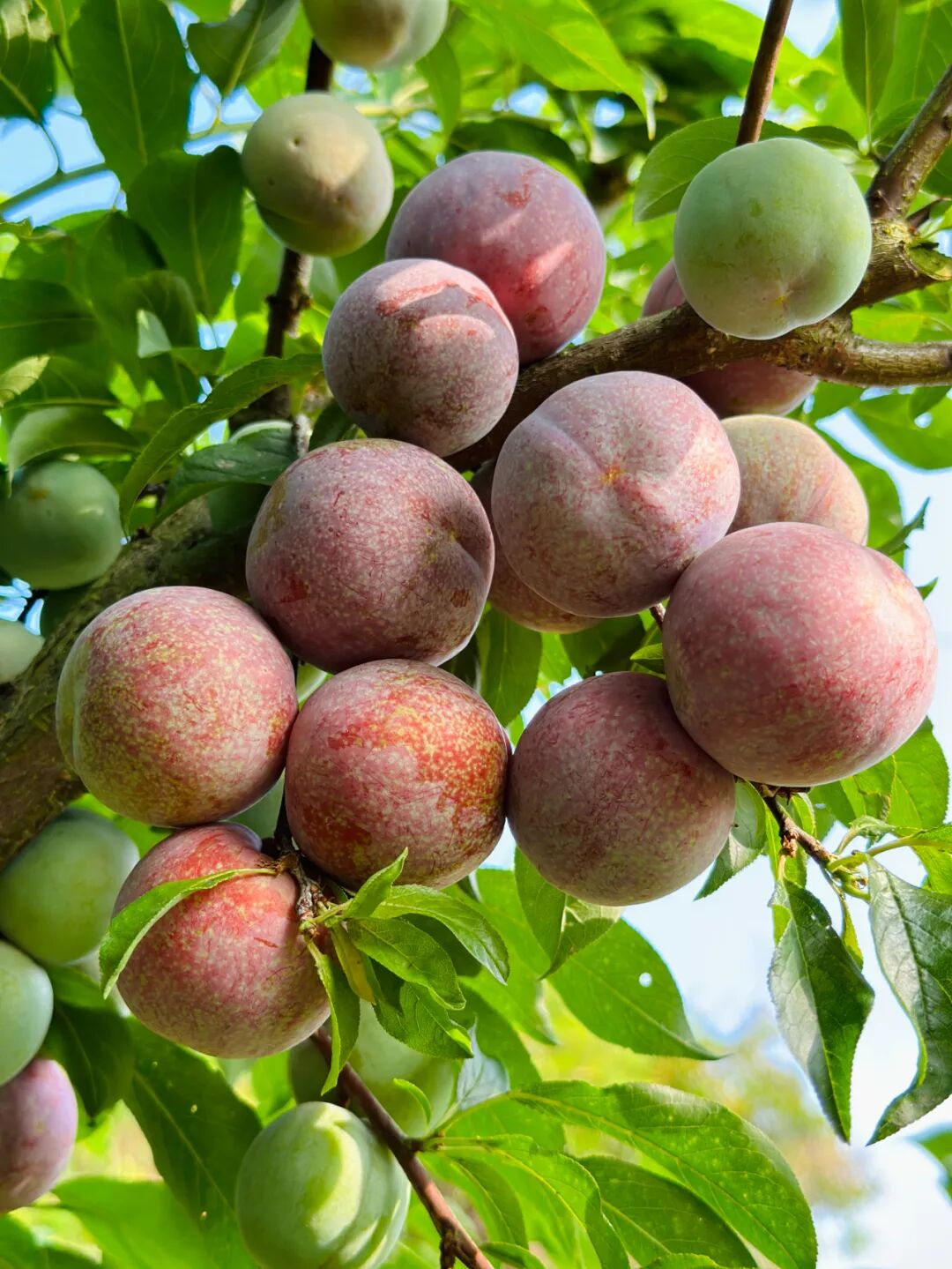 【广东钱排银妃三华李 | 全国包邮】29.9抢3斤中果,39.