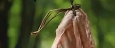 猪油到底能不能吃？这三种肉年龄越大越要多吃。。。