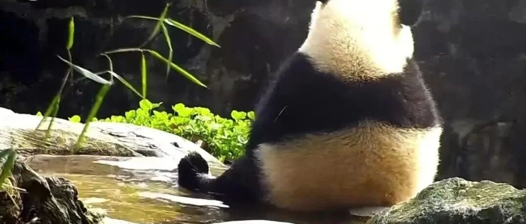 广东入夏失败周末又要变天了，国宝都开始泡jio了，你还不赶紧加入？文末附泡脚方！