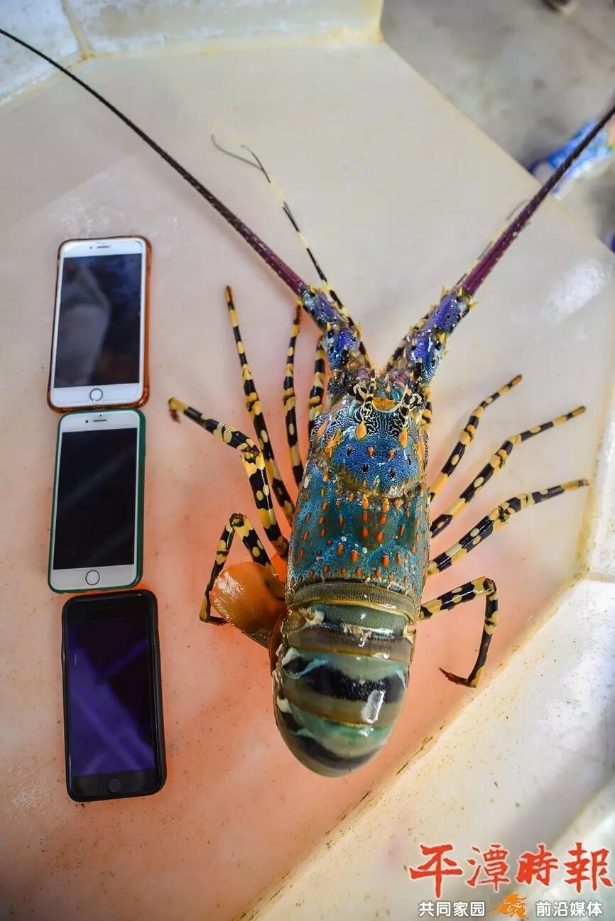 平潭渔民捕获锦绣龙虾,触须长1米重约3斤!能卖多少钱?