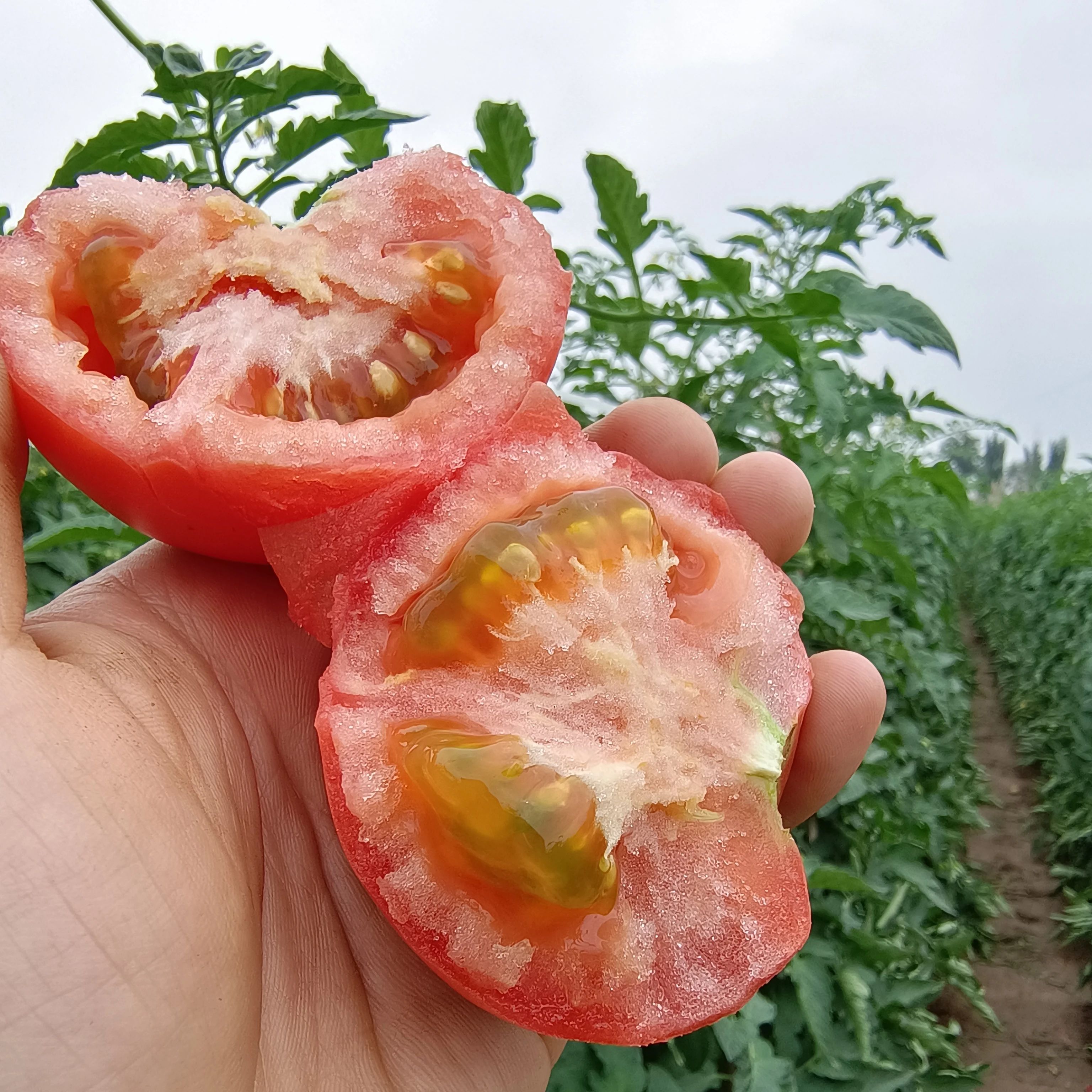 秒杀！助农西红柿 ，红泥地头茬西红柿！