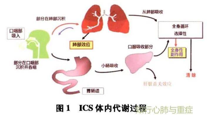 压缩气怎么雾化第85期 ‖ 雾化吸入 VS 气道湿化_https://www.jmylbn.com_新闻资讯_第6张