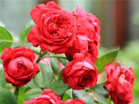 月季施肥 月季施肥
