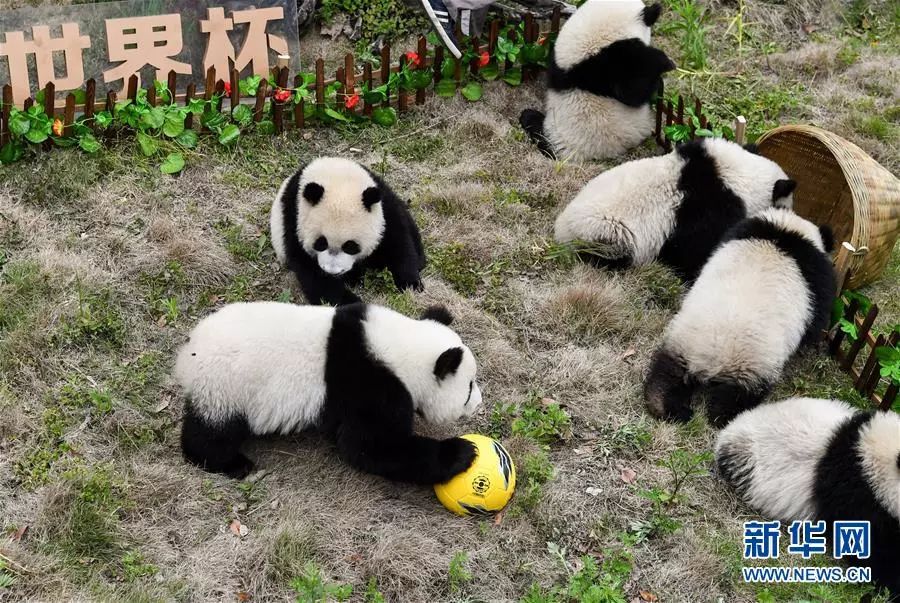 中国举办世界杯的希望2018-2022_2022年青奥会举办城市_2022年世界杯举办城市