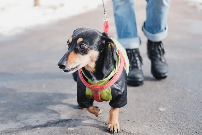 不栓绳或成恶犬伤人最大诱因