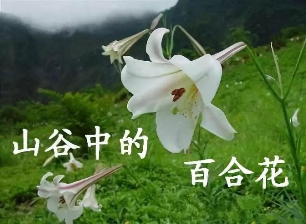 流泪谷中的百合花 六十三 事工机构