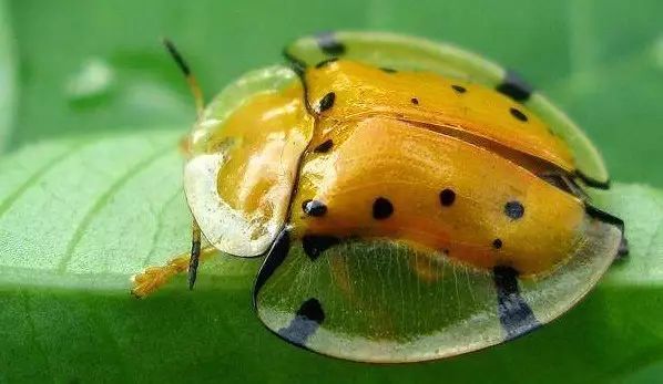 黄金龟甲虫是益虫还是害虫_黄金龟甲虫有黄金吗_黄金龟甲虫