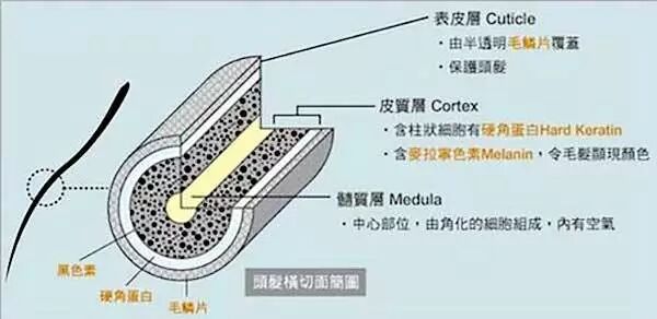 哪种白头发可以逆转变黑？
