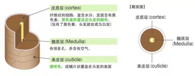 为什么要选择植物染发？