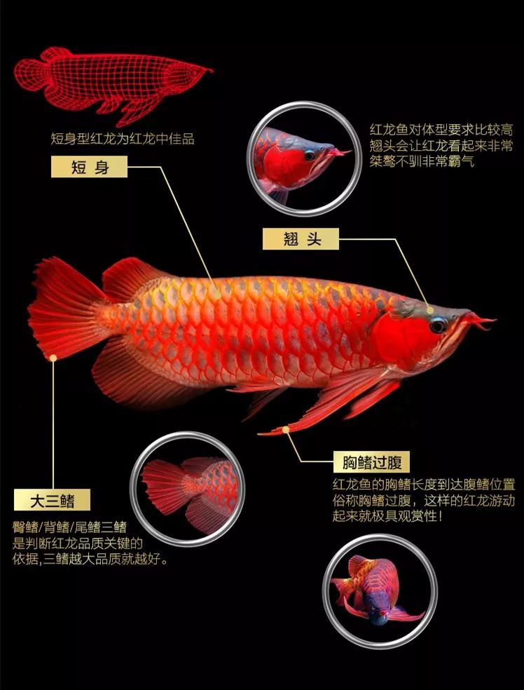 龙鱼鉴别 你知道多少 龙鱼 微信公众号文章阅读 Wemp