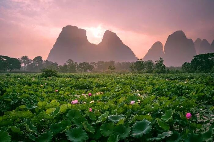 【烟雨荷花季】6月23日首发:贺州竟隐藏着这么美丽的荷花画廊,一起到