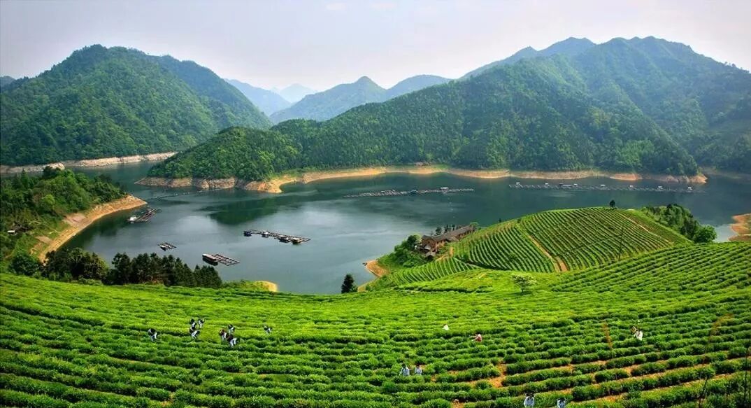 茶叶消费逐渐回归理性，礼品茶市场该如何突破？