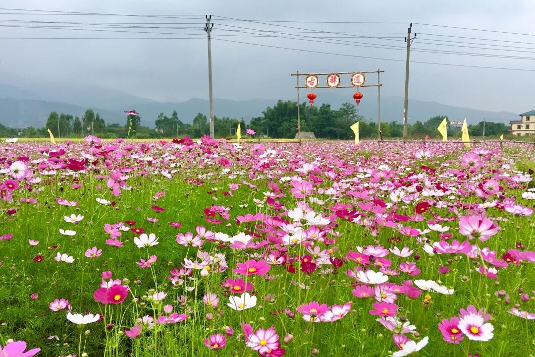 大湖竟有一处格桑花海 不用去西藏 一样美到爆 旅游线路最新推介