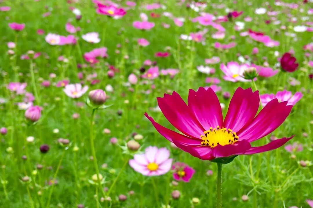 大湖竟有一处格桑花海 不用去西藏 一样美到爆 旅游线路最新推介