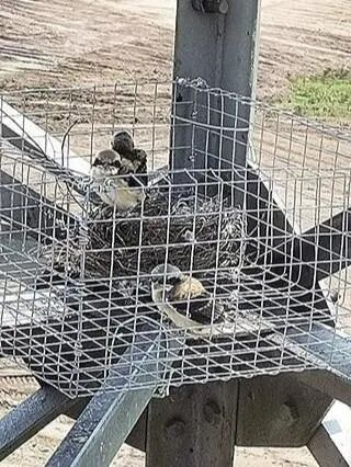 电杆上的橘色的小风车有什么用？为什么有的上边有，有的上边没有？的图6