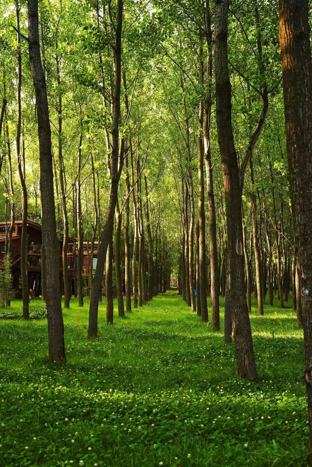 120000平方米森林里居然藏着秘密树屋头顶星空在玻璃浴室里泡澡是种