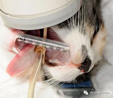 为什么牙医不用开口器兽医牙科基础知识：N代表NO_https://www.jmylbn.com_新闻资讯_第16张