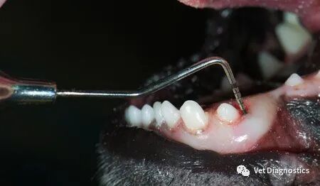 为什么牙医不用开口器兽医牙科基础知识：N代表NO_https://www.jmylbn.com_新闻资讯_第3张