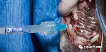 为什么牙医不用开口器兽医牙科基础知识：N代表NO_https://www.jmylbn.com_新闻资讯_第17张