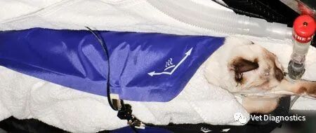 为什么牙医不用开口器兽医牙科基础知识：N代表NO_https://www.jmylbn.com_新闻资讯_第5张