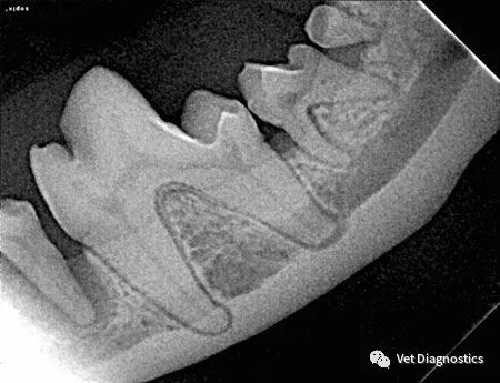 为什么牙医不用开口器兽医牙科基础知识：N代表NO_https://www.jmylbn.com_新闻资讯_第9张