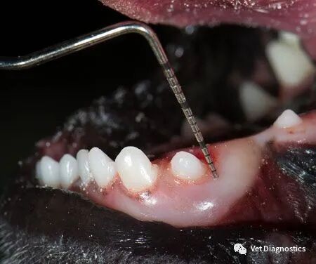 为什么牙医不用开口器兽医牙科基础知识：N代表NO_https://www.jmylbn.com_新闻资讯_第2张